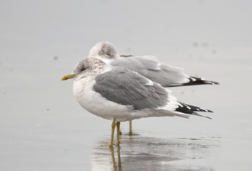 Maine’s first accepted record of Kamchatka Gull, the east Asian subspecies of Common Gull, was in York on January 24, 2024.