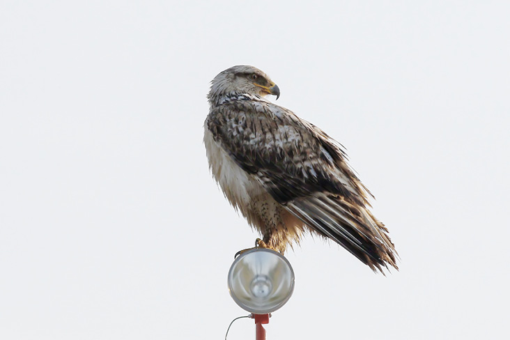 New England’s first Ferruginous Hawk was a one-day visitor to the Auburn-Lewiston Airport. Photograph July 14, 2024,