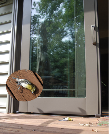 Window-killed Yellow-throated Vireo below the patio door it hit in Henningsville, Berks County, Pennsylvania. Photograph by Peter G. Saenger.