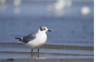 One of five Franklin’s Gulls in this report was this one from Wells, September 15, 2024. Photograph by Will Sweet.