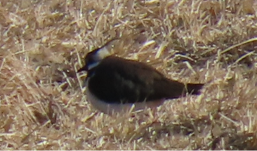 Northern Lapwings by David Williams