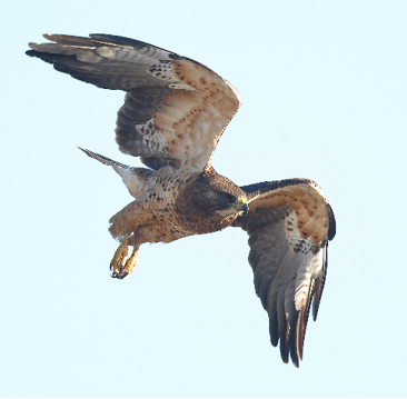 Swainson's Hawk by Sam Zhang