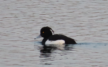 Tufted Duck by Ted Gilliland