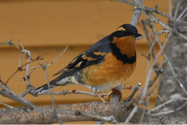 Varied Thrush by Joseph Sefter