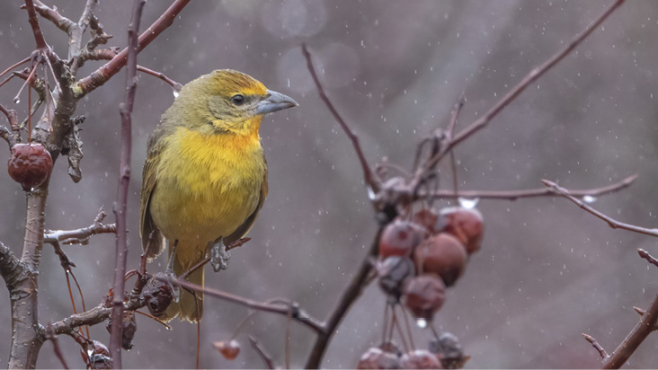 Maine and New England’s first Hepatic Tanager overwintered in Stockton Springs, December 29, 2023, to March 1, 2024.