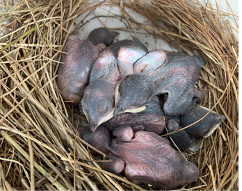 Five Purple Martin nestlings, July 13, 2024.