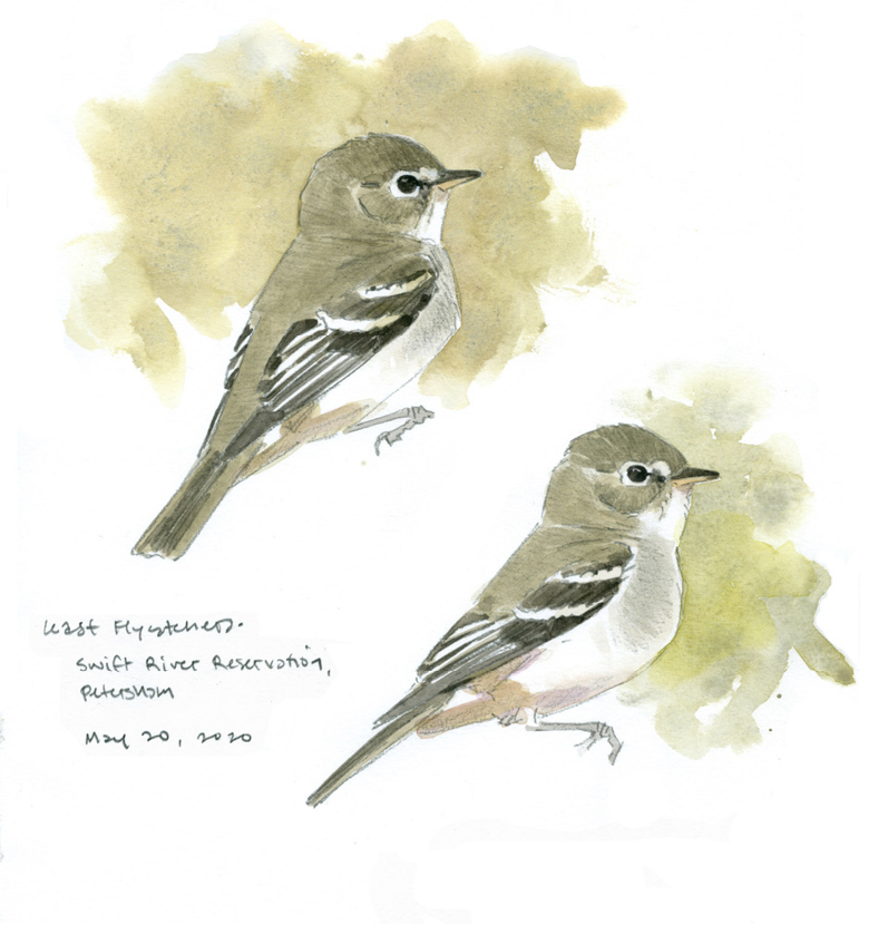 Least Flycatcher by Barry Van Dusen