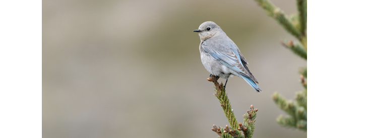 This female Mountain Bluebird was on Monhegan Island April 26 to May 11, 2024.