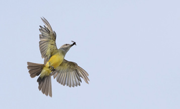 This cooperative Tropical Kingbird in Dayton was likely present from at least June 19 to August 1, 2024, and was seen by many after coming to the attention of birders on July 17.
