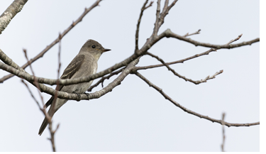 This Western Wood-Pewee was at Kennebunkport, October 26, 2023.