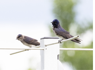 The successful nesting pair at the Fort River USFWS in Hadley, MA, 2024.
