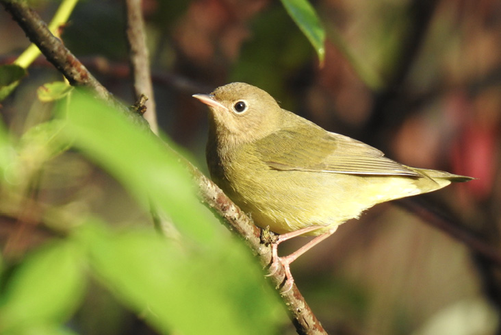 Photo Essay: Birds of the Silvio O. Conte National Fish and Wildlife Refuge and Beyond