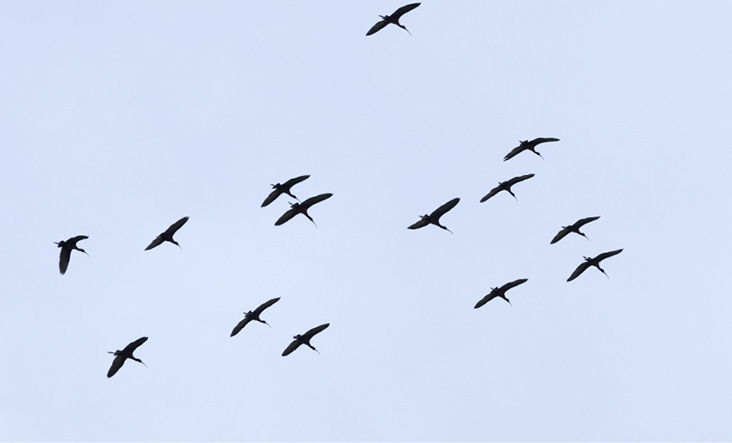Glossy Ibises, May 4th, 2024. All photographs by Mary McKitrick.