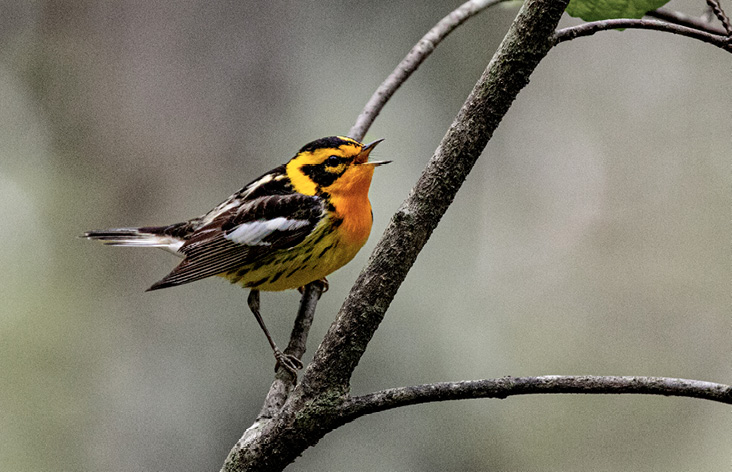 BLACKBURNIAN WARBLER BY NEIL DOWLING