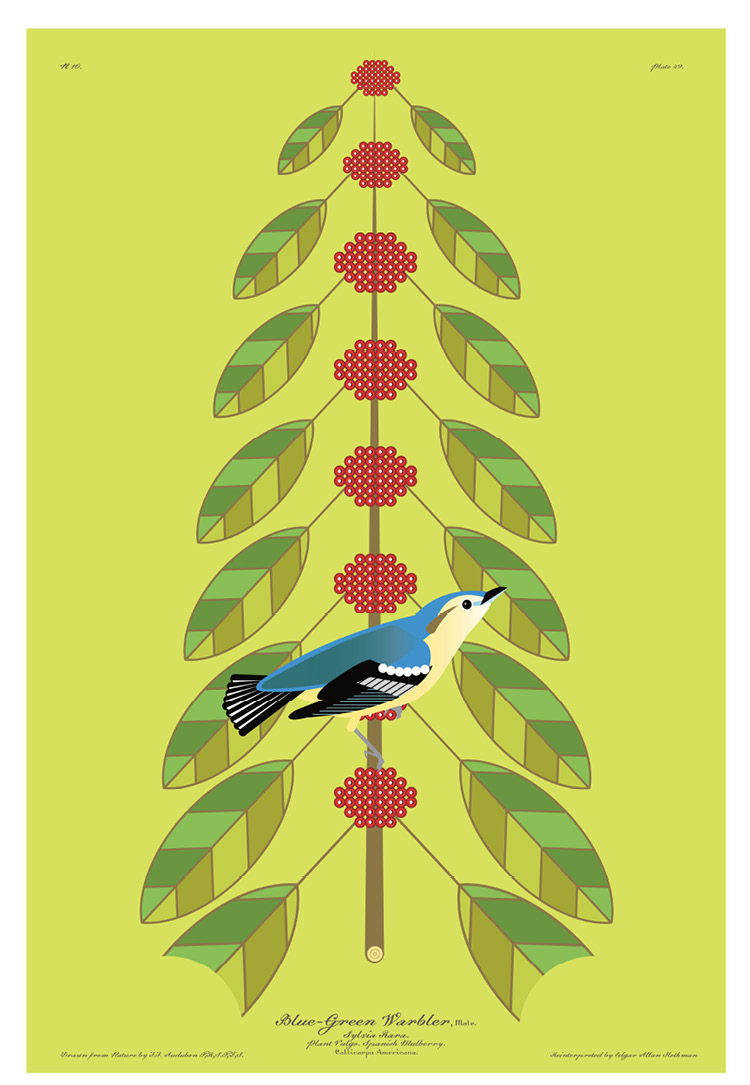 Cerulean Warbler by Don Carter aka Edgar Allan Slothman