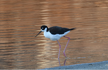 Black-necked Stilt by Ted Bradford