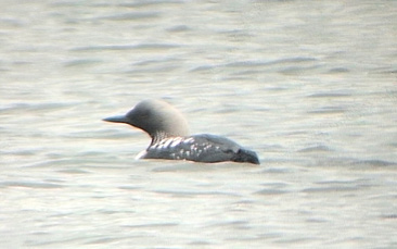 Pacific Loon by Kyron Hanson