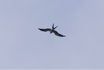 Swallow-tailed Kite by Mary Keleher