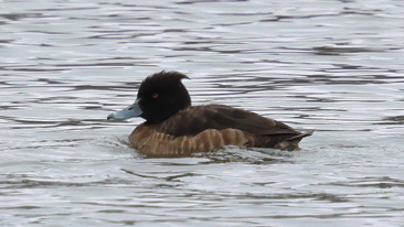 Tufted Duck by Ted Gilliland