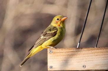 Western Tanager by James Teitgen