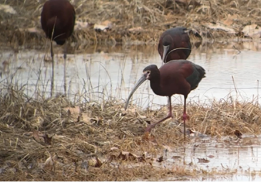 White-faced Ibis by Nathan Dubrow