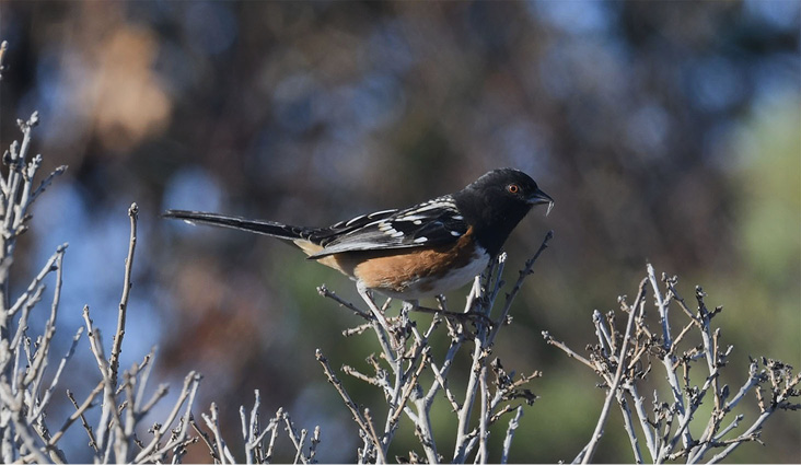 Spotted Towhee. Photograph by Ted Bradford.
