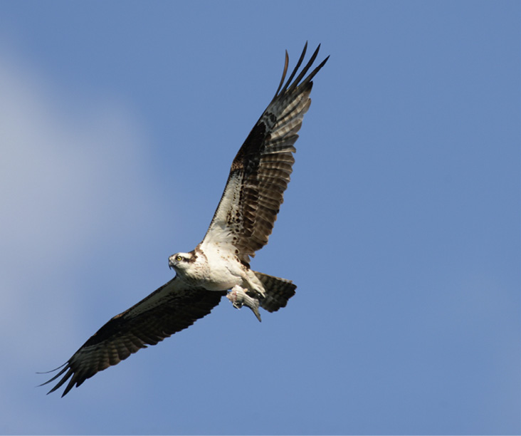 Adult Osprey soars overhead holding the remains of a caught fish. Photograph by Steve Saxe.