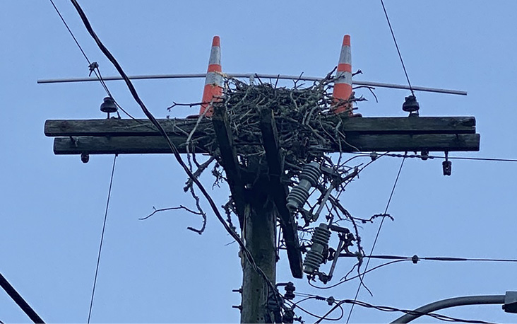 Of Ospreys and Eversource