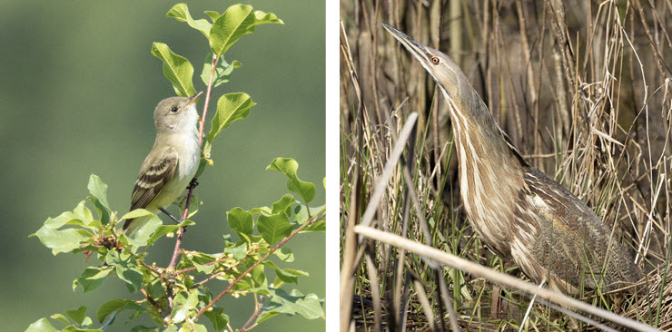 Left: Willow Flycatcher, June 4, 2024. Right: American Bittern, April 9, 2025.