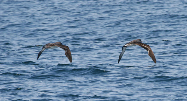 At a Glance: June 2025 Revealed