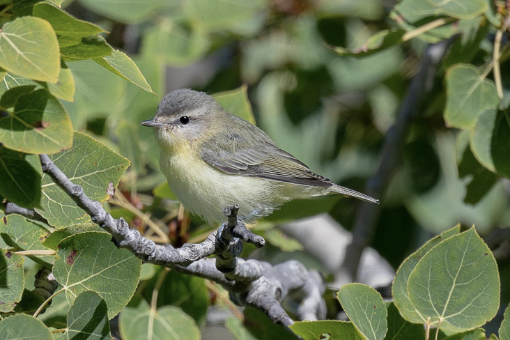 Tricky Birds: Philadelphia and Warbling Vireos in the Eastern United States