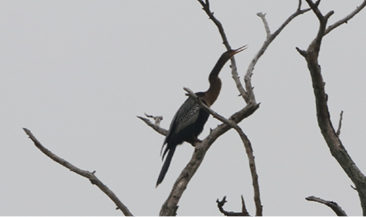 Anhinga by Rebekah Ambrose-Dalton