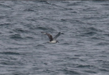 Juan Fernandez Petrel by Andy Sanford