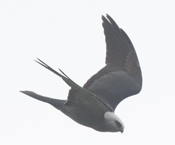 Mississippi Kite by Jason Forbes