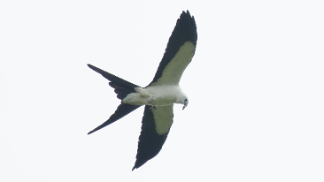 Swallow-tailed Kite by Brian Rusnica