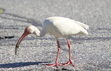 White Ibis by Mary Keleher
