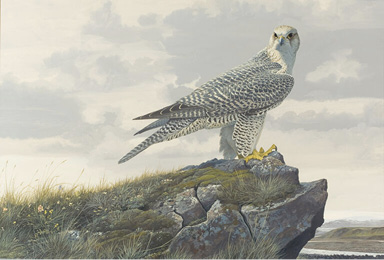 Gyrfalcon—Iceland by Robert Verity Clem, gouache, 1966. Mass Audubon Collection; purchase, 1998.