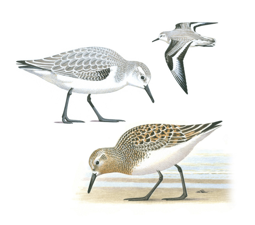 Sanderling by Barry Van Dusen