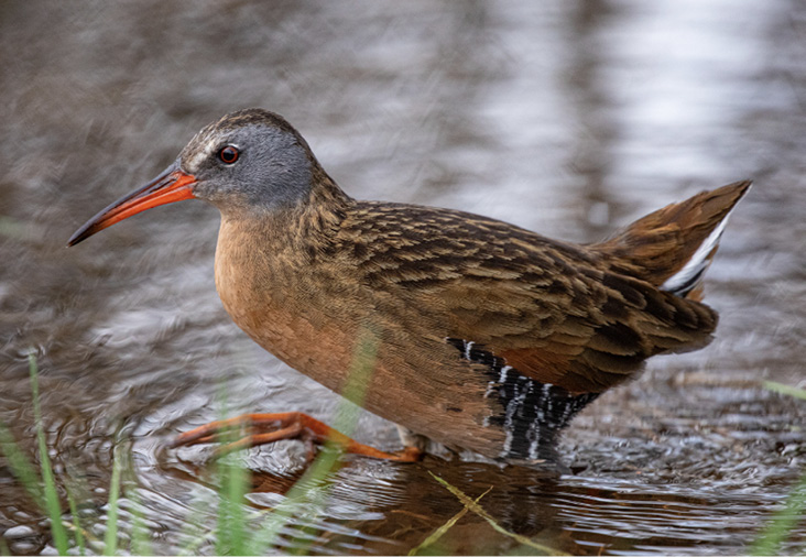 Virginia Rail by Neil Dowling