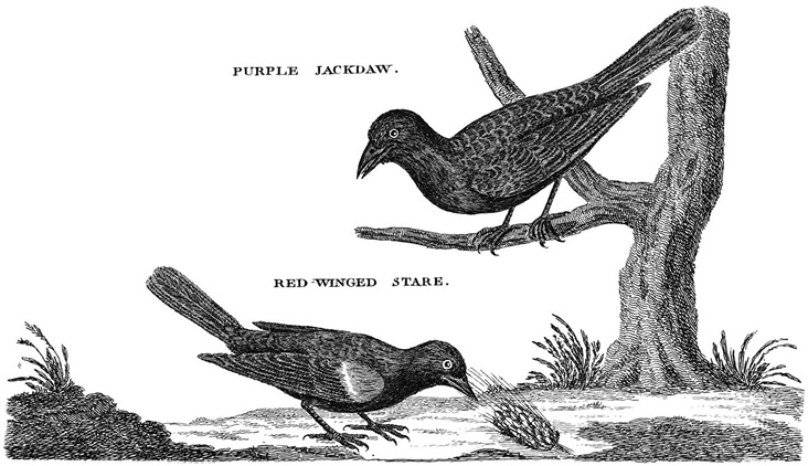 The Blackbirds of Boxford: Early American Wild Bird Advocacy
