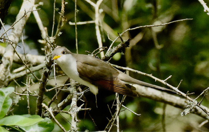 At 3:47 pm, the Yellow-billed Cuckoo dropped from the shade of the leafy tree to a lower branch fully exposed to the sun. All photographs by the author.
