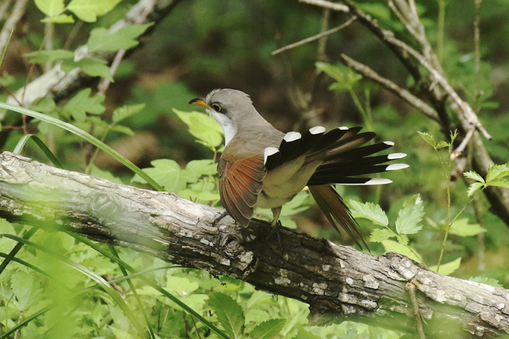 John’s World of Birds: Show Stopper: A Yellow-billed Cuckoo on Display