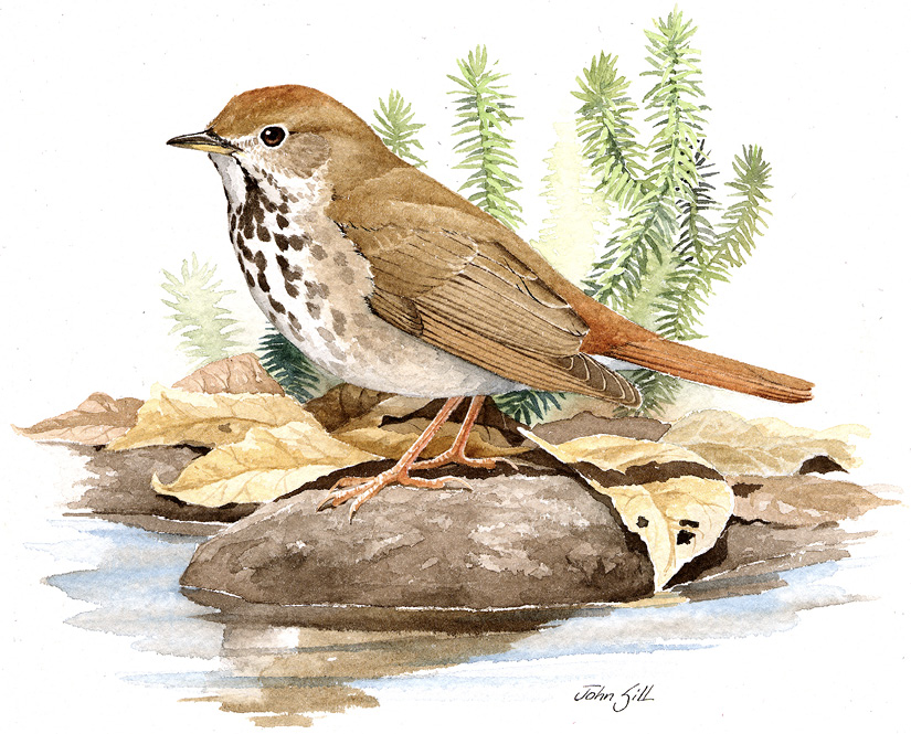 Hermit Thrush by John Sill