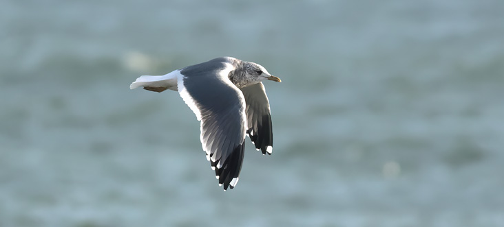 Common Gull (Kamchatka) (Larus canus kamtschatschensis) at Low Beach, Nantucket; December 30, 2023. Photograph by Jeremiah Trimble. Unlike most Kamchatka Gulls, SconsetKam shows a single mirror on p10 only.