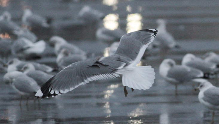Common Gull (Kamchatka) (Larus canus kamtschatschensis) at King’s Beach, Lynn; February 19, 2018. Photograph by Marshall J. Iliff. Old Reliable shows two large mirrors—and a small one on p8 in some years—and 11 primaries in the right wing.