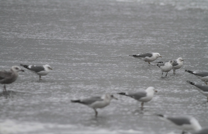 Status of the Mew Gull Complex in Massachusetts
