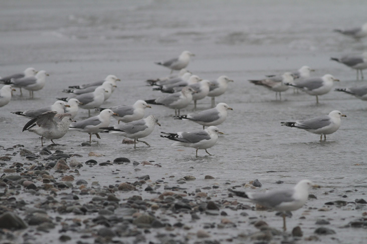 Among a flock of Ring-billed Gulls, Short-billed Gull (front center) should stand out as smaller, slimmer, and at least a couple shades darker on the back. Sandy Beach, Cohasset; April 15, 2018. Photograph by Marshall J. Iliff.