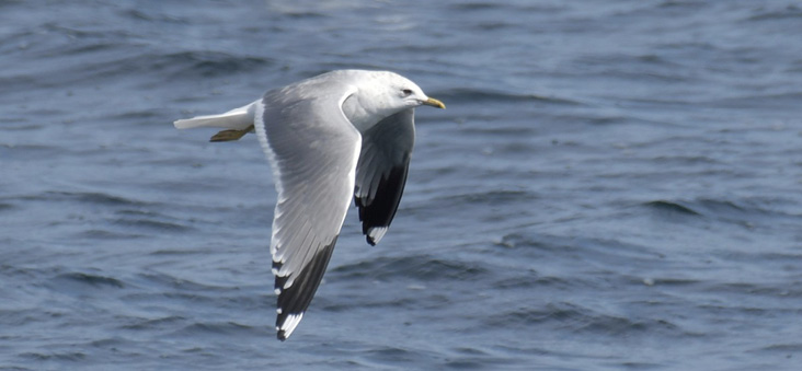 Photo Essay 1: Two Common Gulls in Rhode Island