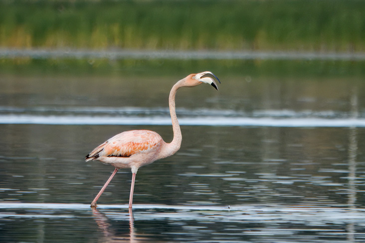 American Flamingo, Briggs Marsh, Little Compton, Newport County, RI; August 11, 2024. Photograph by Peter Modest.