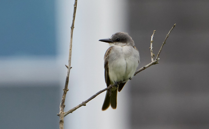 Gray Kingbird, Watch Hill, Westerly, Washington County, RI; November 5, 2022. Photograph by Bill Thompson.